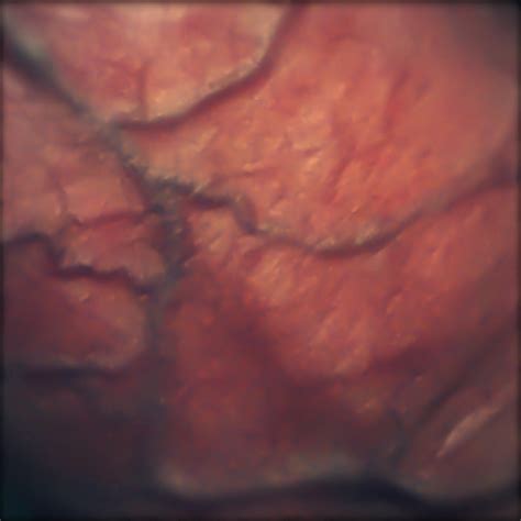 close up erect penis - XXGASM