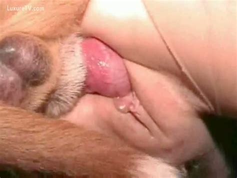 Download Close shot of dog fucking vagina from luxuretv.com