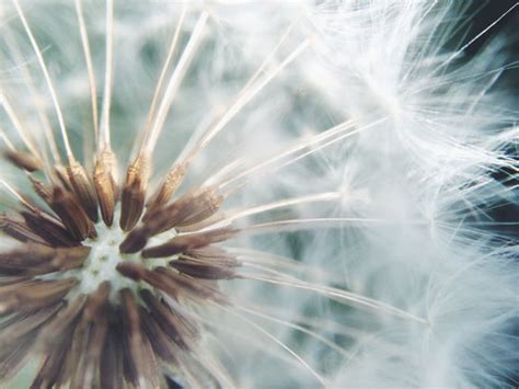 How To Take Beautiful Close-Up iPhone Photos Of Nature