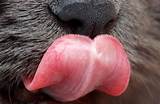 Cat Tongues Close Up â€“ Mmmmm