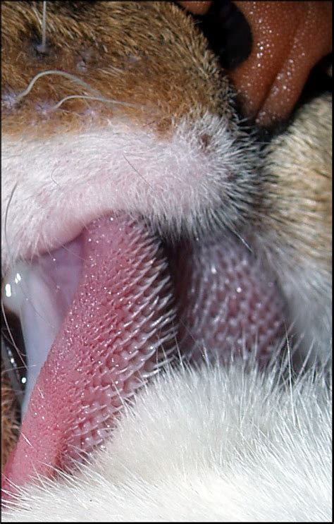 Cat's Tongue. CloseUp by resurrekt-infekt on DeviantArt