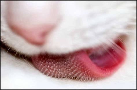 Close-up of a cat’s tongue | BagOfNothing.com