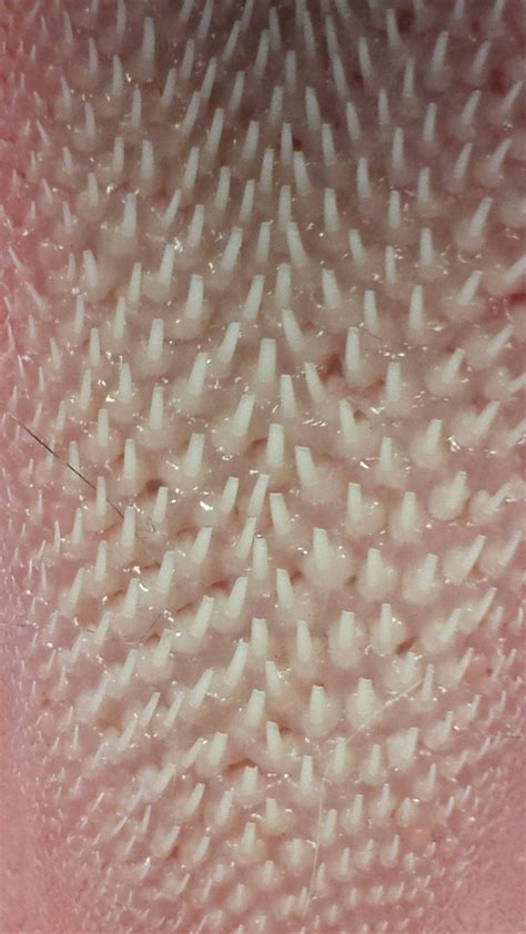Close-up of a cats tongue. : pics Closeup of a cats tongue pics