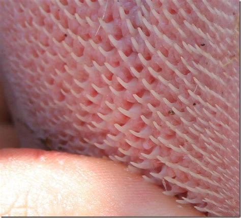 Extreme close-up shot of a catâ€™s tongue : Damnthatsinteresting