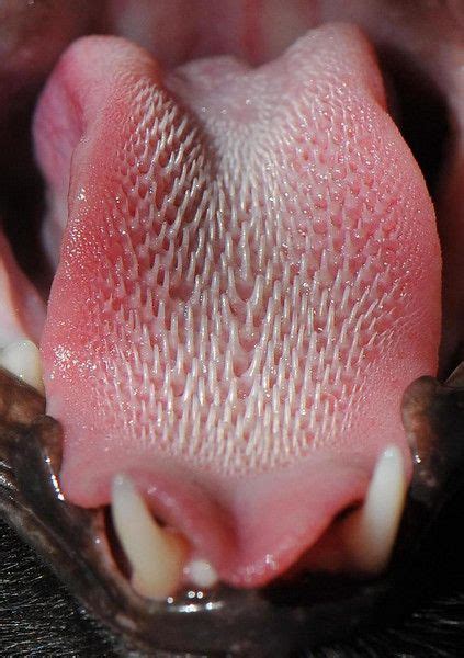 His tongue is, by turns, a sponge, a comb, a brush. He ...