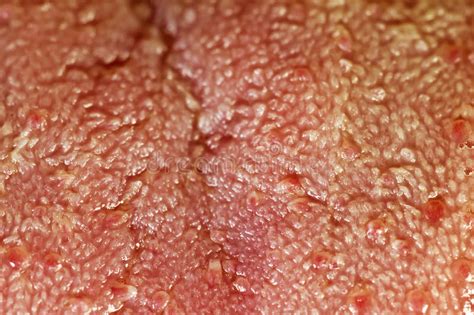 Tongue Surface Close Up stock image. Image of surface ...