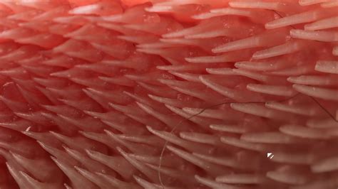Why Does Your Cat's Tongue Feel Like Sandpaper? | Deep ...