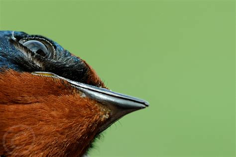 Bird Ringing â€“ how safe are mist nets?