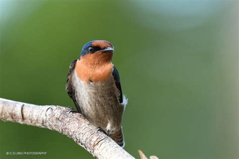 Nikon D500 DSLR: High ISO Pacific Swallow Close-up by C.S.Ling Nikon D500 DSLR High ISO Pacific Swallow Closeup by CSLing