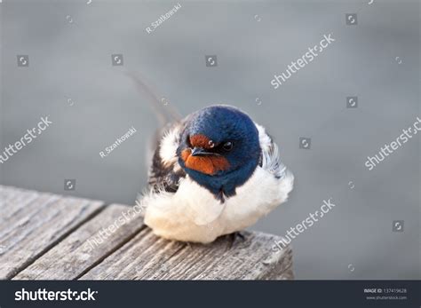 Swallow Closeup Small Depth Field Stock Photo 137419628 ...