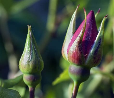Rose buds | 20 May 2011, 140/365 Just a quickie close up ...