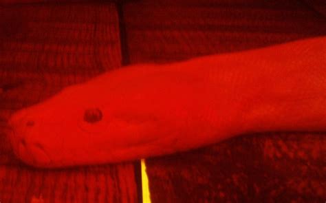 Beeg Snake Close Up by Master-Roku on DeviantArt Beeg Snake Close Up by MasterRoku on DeviantArt