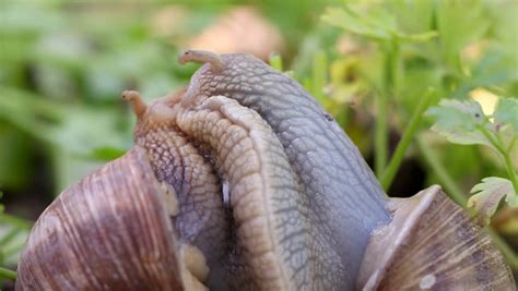Snail Couple. Snail Lovers. Snail Couple Make Love, Close ...