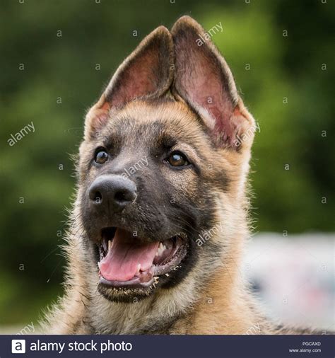 Close Up German Shepherd Puppy Stock Photos & Close Up ...