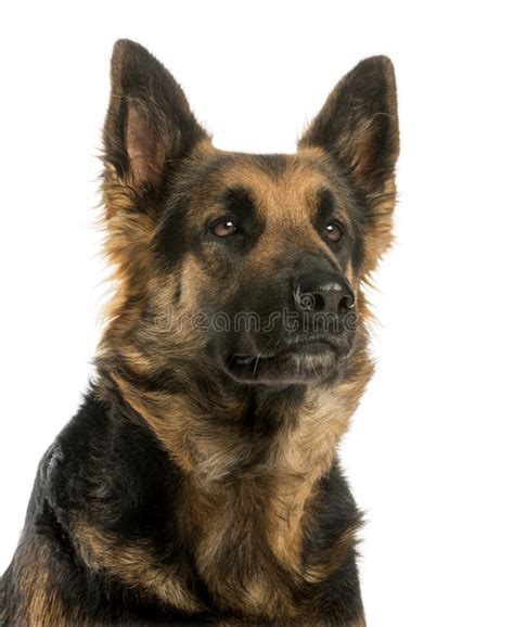 Close Up German Shepherd Stock Images - Download 938 ...