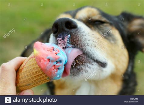close up of a German Shepherd Mix Dog licking a rainbow ...