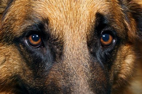 Close Up Of German Shepherd Dog Eyes Stock Image - Image ...