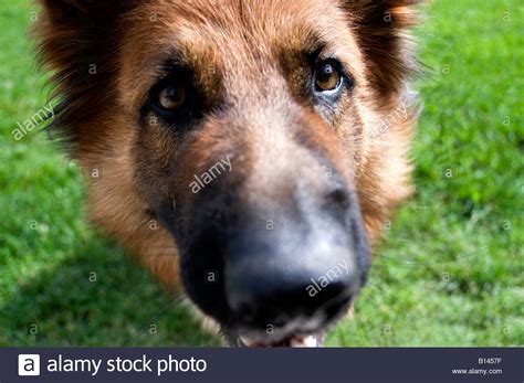 Close Up Portrait Of A German Shepherd Dog Stock Photo ...
