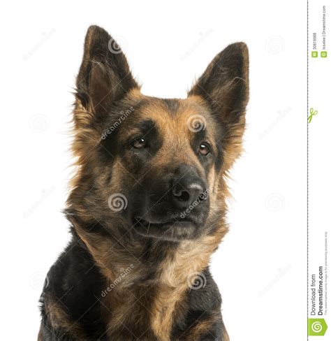 Close-up Of A German Shepherd Looking Away, 4 Years Old ...