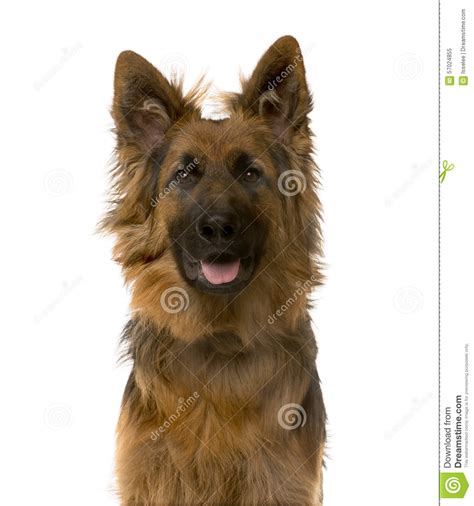 Close-up Of A German Shepherd Stock Photo - Image: 57024855