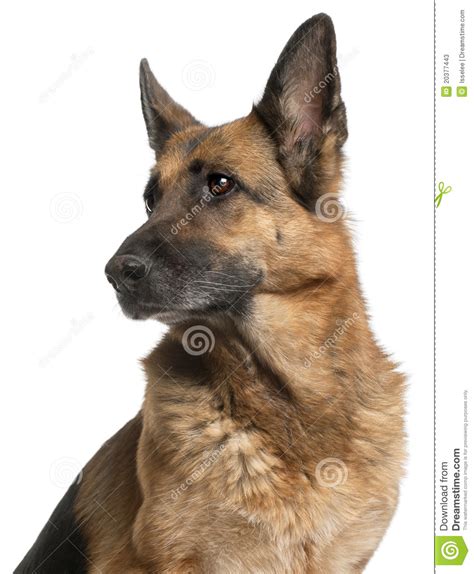 Close-up Of German Shepherd Dog, 10 Years Old Stock Photos ...