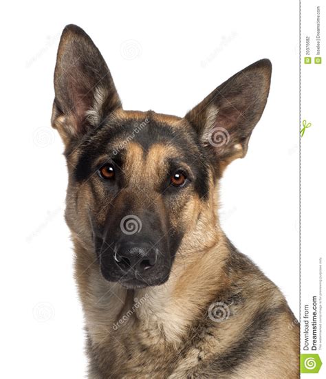 Close-up Of German Shepherd Dog Stock Photo - Image of ...