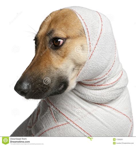 Close-up Of German Shepherd In Bandages Stock Image ...