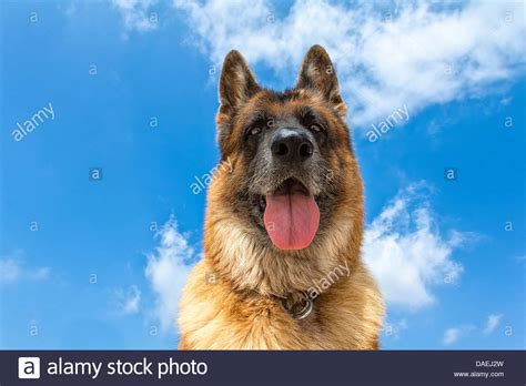 Close-up of German Shepherd with tongue out looking at ...