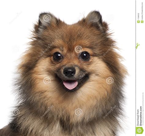 Close-up Of German Spitz Panting, 8 Months Old Stock Photo ...