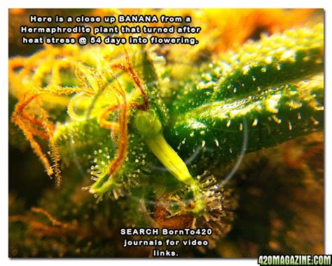 A close up of hermaphrodite banana on a female 53 days ...