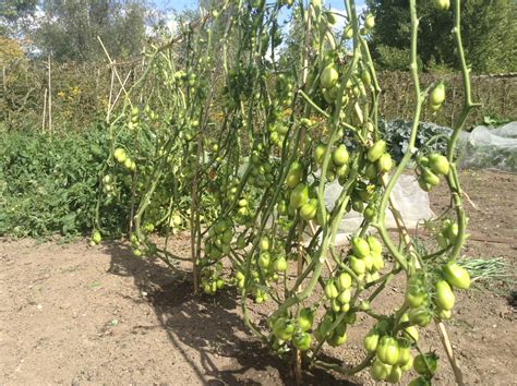 A Grand Tour: South Tyrol, Leicestershire and my vegetable ...