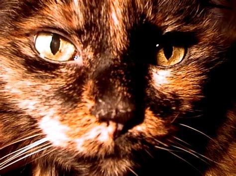 Twinkie's photo album