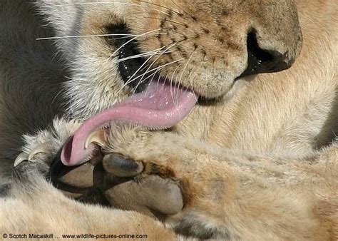 Close-up pictures of wildlife, including elephant, lion ...