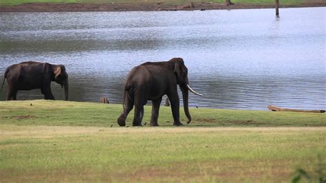 Elephant during mating season-heylos - YouTube