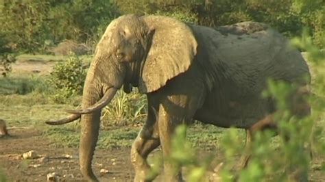 Elephant Mating Dance. - YouTube