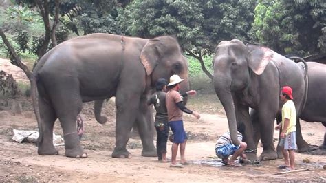 Elephant mating III - YouTube