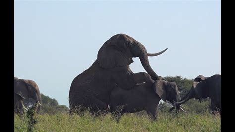 Elephant Sex: Mating season in Tanzania - YouTube