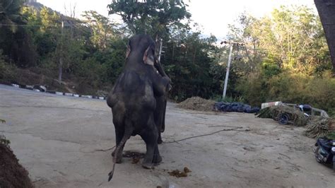 Elephants Mating in Phuket Thailand - YouTube