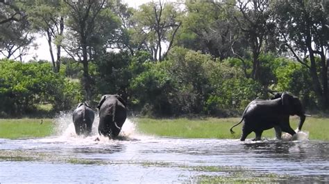 Elephants mating in the Okavango - YouTube