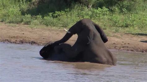 ELEPHANTS MATING - SATARA KRUGER NATIONAL PARK - YouTube ELEPHANTS MATING SATARA KRUGER NATIONAL PARK YouTube
