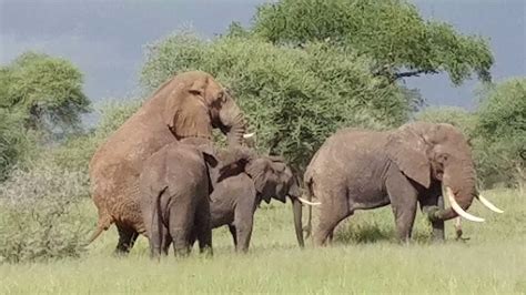 Elephants mating, Tarangire NP - May 2017 - ViYoutube