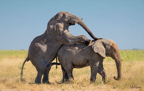 Flickriver: Most interesting photos from Love, Mammal ...