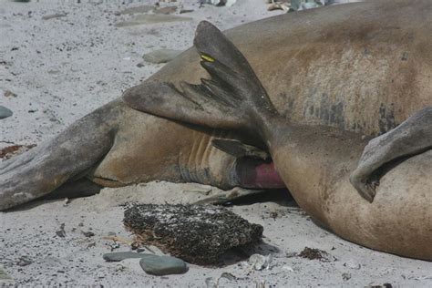 Flickriver: Most interesting photos from Sea Lion Island ...