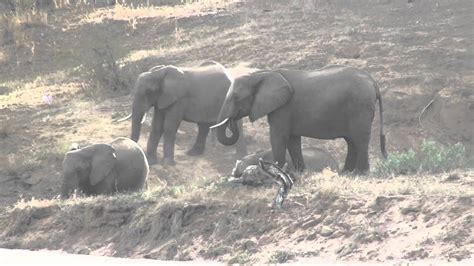 Funny Elephant Mating - YouTube