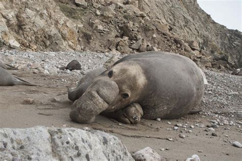 Getting way too close to mating elephant seals [PICS ...