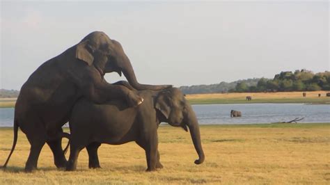 Mating Elephants - Habarana Sri Lanka - YouTube