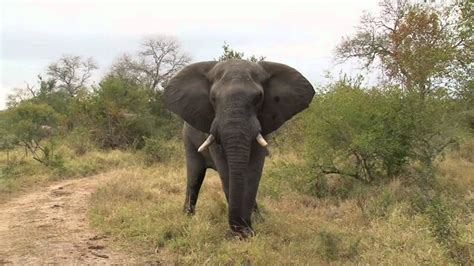 Safari TV Diary - Bull Elephant tries to mate a small ...