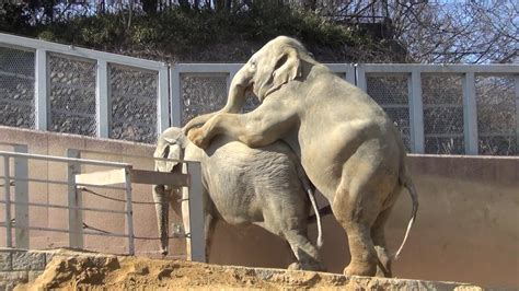 ã‚¾ã‚¦ã•ã‚“ã®äº¤å°¾ Suri Lankan Elephants mating - YouTube