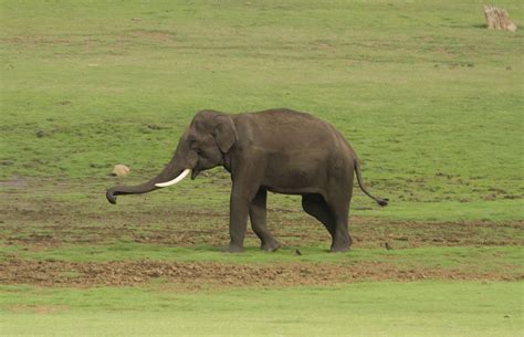 Wildlife Wander: Kabini â€“ Tusker Paradise