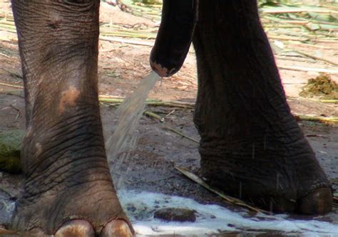 Best Large Penis Stock Photos, Pictures & Royalty-Free ...